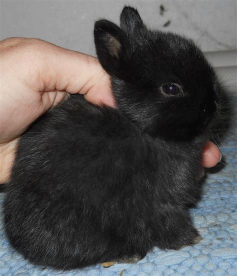 Netherland Dwarf Bunnies For Sale In Ettrick WI | USA Rabbit Breeders