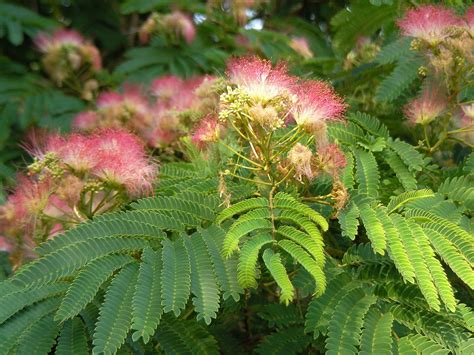 Mimosa flowers and leaves for sale (medicinal herbs forum at permies)