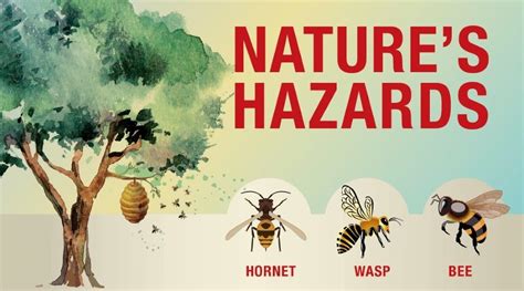 Nature’s hazards: Bees, wasps, and hornets > Eglin Air Force Base ...