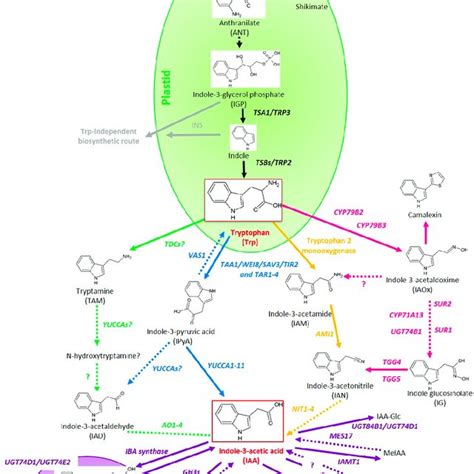 (PDF) Control of Endogenous Auxin Levels in Plant Root Development