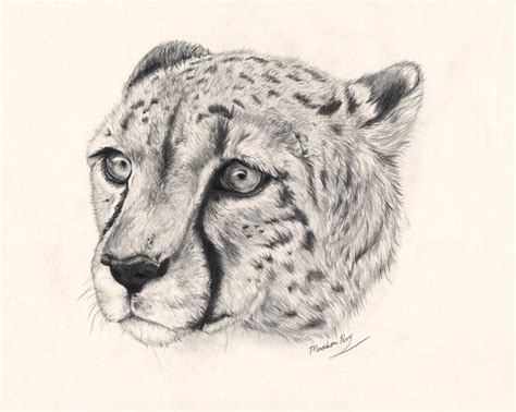 Cheetah Head by Hasanti on DeviantArt