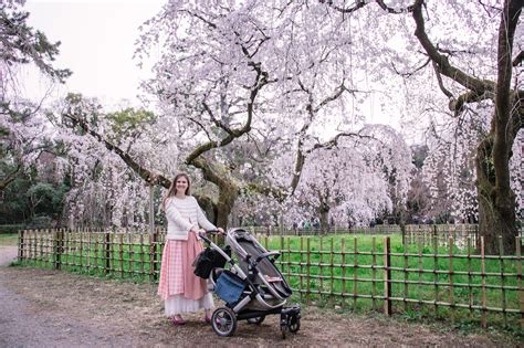 Kyoto cherry blossoms in full bloom today 30 March 2019 - Tokyo Urban Baby