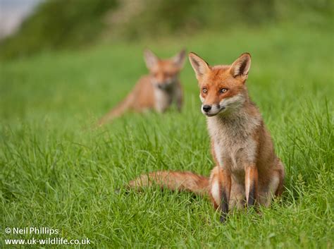 Red fox Vulpes vulpes – UK Wildlife