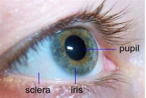 Image of an eye appears the iris, pupil and sclera [49] | Download ...