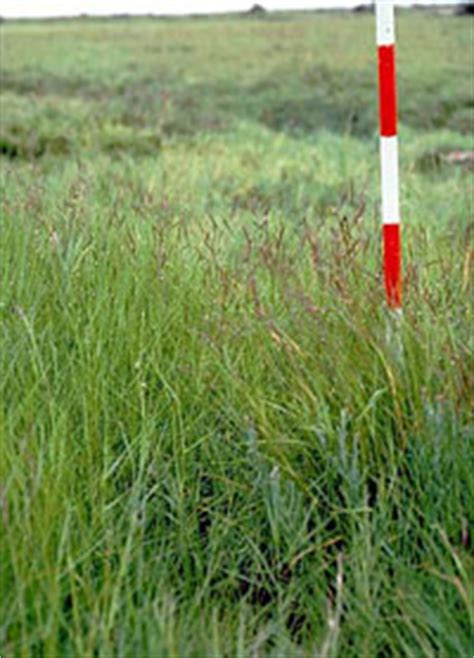 Saltmeadow cordgrass identification and control: Spartina patens - King County