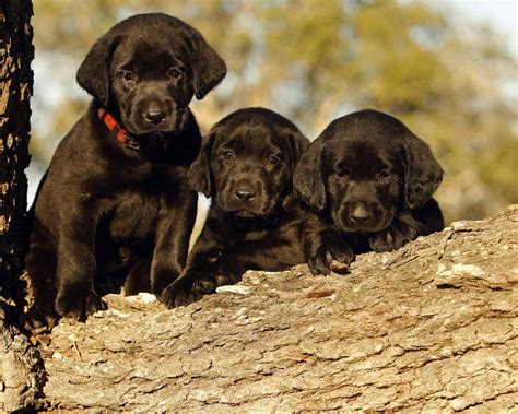 Black Labrador Wallpapers - Wallpaper Cave