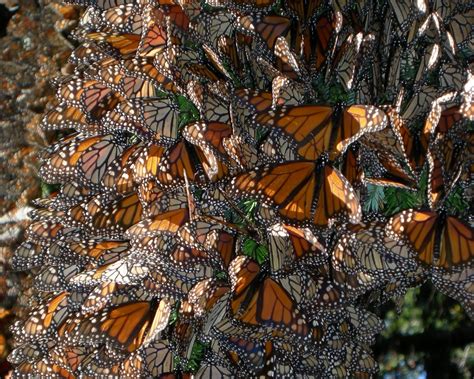 eScienceCommons: Mystery of monarch migration takes new turn