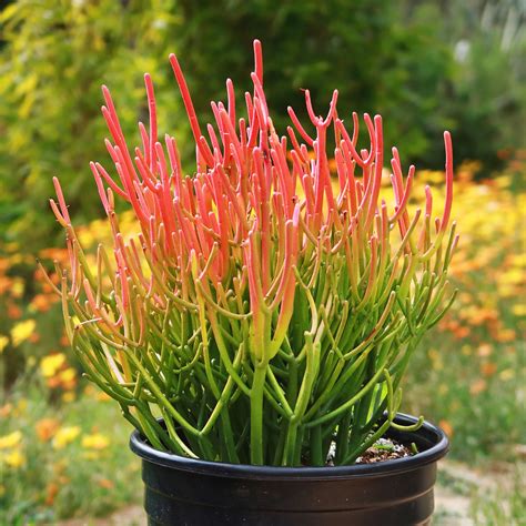 Pencil Cactus 'Euphorbia tirucalli Firestick'- Shop Online at Planet Desert