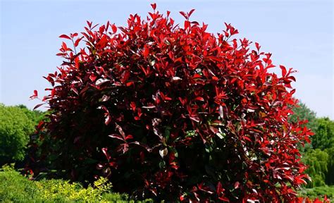 9 Red Evergreen Shrubs For Your Yard