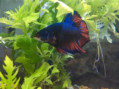 The Complete King Betta Care Guide | Fishkeeping World