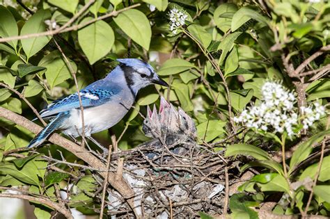 Blue jay feeding chicks - Stock Image - C033/8521 - Science Photo Library