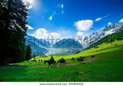 Horse Kashmir India Photos and Images | Shutterstock