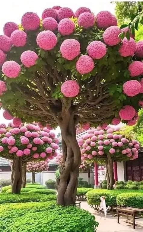 Solve Tropical hydrangea tree, Dombeya. Or pink snowball tree jigsaw puzzle online with 24 pieces