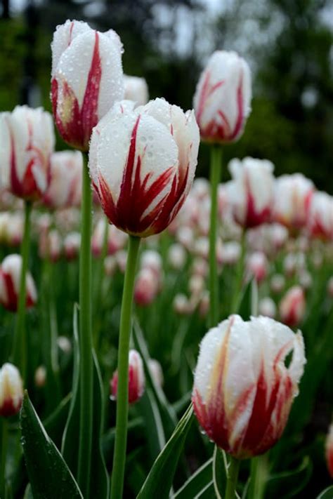 Photo of Orange Tulips · Free Stock Photo