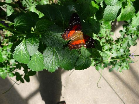 Butterfly Pavilion, Denver | The Butterfly Pavilion, Denver,… | Flickr