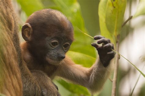 Proboscis Monkey Baby, Watch The Baby Proboscis Monkey & The Baby ...