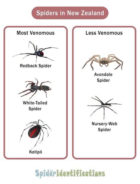 Types of Spiders in New Zealand: List with Pictures