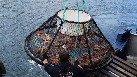 Alaska Has Canceled Snow Crab Season Over A Troubling Trend