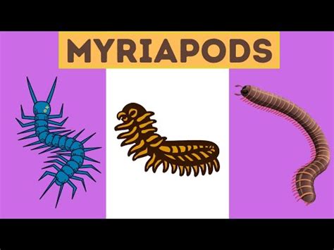 Myriapods: characteristics, classification, examples of species ...