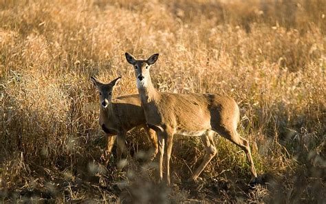 Missouri Department of Conservation expecting greater harvest this deer season | Jefferson City ...