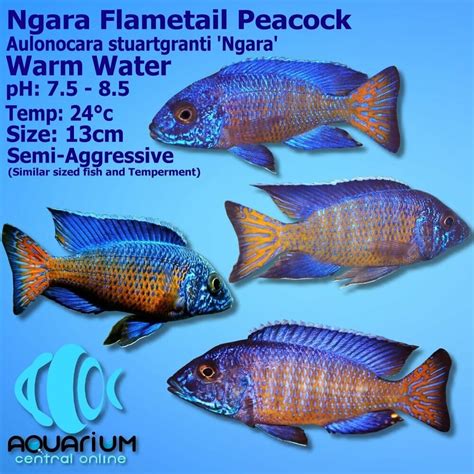 Cichlid - Ngara Flametail Peacock (Aulonocara stuartgranti "Ngara") - 5cm - Aquarium Central