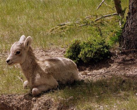 Bighorn Sheep | Ovis canadensis | Mammal