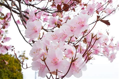 Cherry blossoms in Sapporo Hokkaido Japan (photo by Kayla Medica) [1800x1200] | Spring photos ...