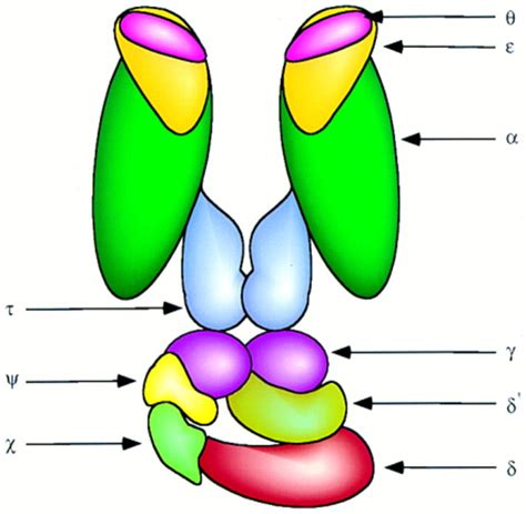 DNA Polymerase III: Running Rings around the Fork: Cell