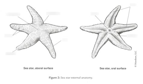 Sea Star External Anatomy Diagram | Quizlet