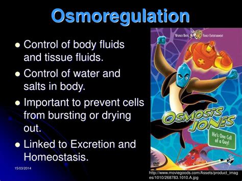 PPT - OSMOREGULATION PowerPoint Presentation, free download - ID:496034