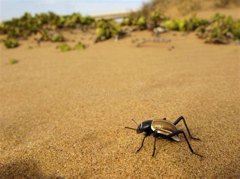 Tok-tokkie Darkling Beetle (Onymacris Sp.) on Sand of Namib Desert in Namibia, South Africa ...