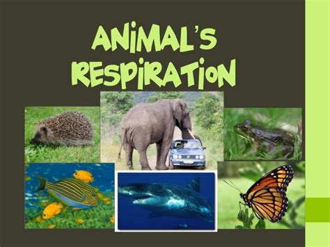 Animal’s respiration 5 year