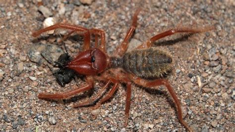 The Camel Spider: Murderous Speed Demon of the Desert | HowStuffWorks