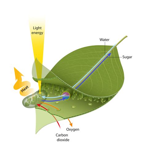 A model of photosynthesis regulation by ion fluxes in conditions of ...