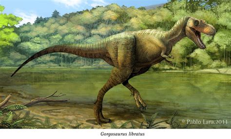 Gorgosaurus libratus by pabluratops on DeviantArt