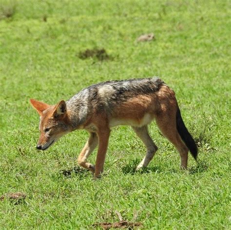 Pilanesberg Wildlife Safari DAY TOUR | Affordable Deals - Book Self-Catering or Bed and ...