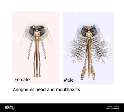 Illustration of the head and mouth parts of Anopheles sp. female and ...