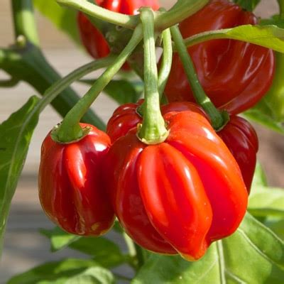 Red Scotch Bonnet Pepper | Magic Plant Farms