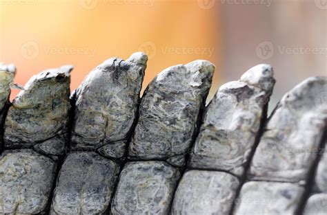 Alligator crocodile skin detail pattern close up 2289493 Stock Photo at ...