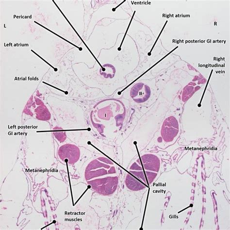 General anatomy of the blue mussel (Mytilus edulis) tissues. (a)... | Download Scientific Diagram