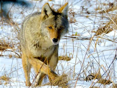 Coyote Sets for Trapping - Which one is best? | THF Outdoors