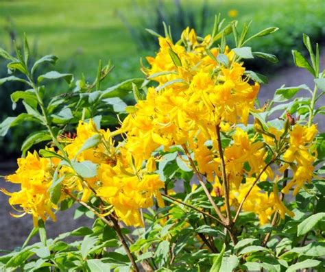 10 Beautiful Shrubs With Cheerful Yellow Flowers to Brighten Up your Garden