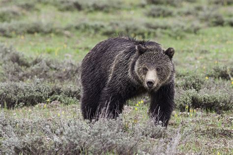 Jackson Hole Wildlife Safaris