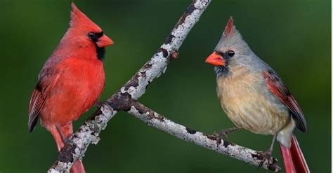 Discover the 14 Official State Animals of North Carolina - 190animalclinic.com