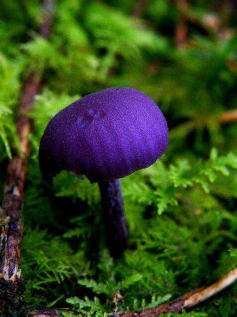 33 best Bleeding tooth fungus - Hydnellum peckii images on Pinterest ...