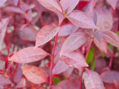 Alteranthera Plant Care - Lumalagong Chartreuse Alternanthera Foliage Plants - Pandekorasyon 2024