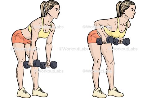 Standing Two-Armed Bent Over Dumbbell Rows – WorkoutLabs Exercise Guide