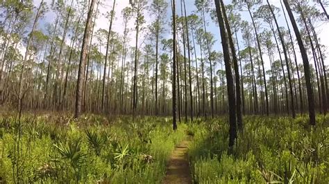 Hiking The Florida Trail in Osceola National Forest - YouTube