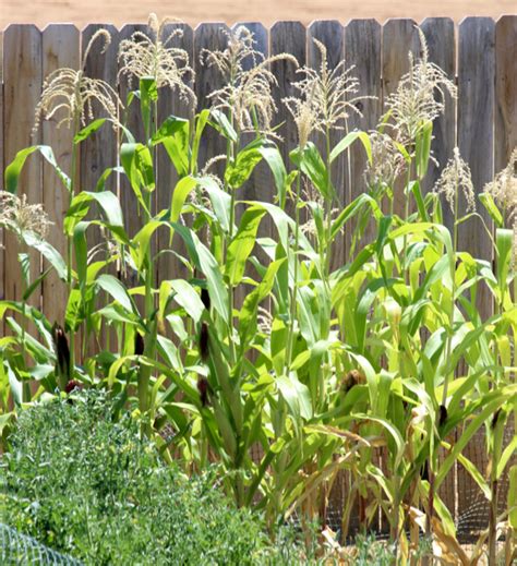 30 Corn Gardening Tips and Tricks! {How to Grow Corn at Home}