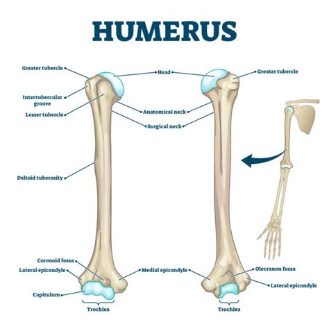 Humerus Illustrations, Royalty-Free Vector Graphics & Clip Art - iStock